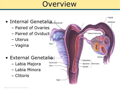 große labia|Schamlippen (Labia minora und Labia majora)